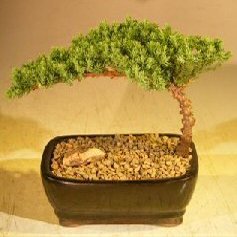 Bonsai Boy Juniper Bonsai Tree-Small Juniper Procumbens nana