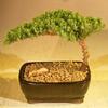 Bonsai Boy Juniper Bonsai Tree-Small Juniper Procumbens nana view 1