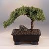 Bonsai Boy's ON THIS TREE Juniper Bonsai Tree - Large Juniper Procumbens nana view 1