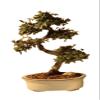 Bonsaiboy Chinese Elm Bonsai Tree - Large Curved Trunk Style Ulmus Parvifolia view 1