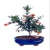 Bonsaiboy Flowering Dwarf Pomegranate - Small Punica Granatum Nana view 1