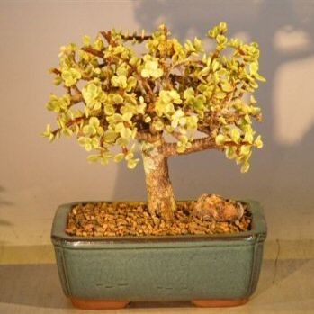 Bonsai Boy Baby Jade Bonsai Tree - Large Aged and Variegated portulacaria afra variegata