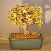 Bonsai Boy Baby Jade Bonsai Tree - Large Aged and Variegated portulacaria afra variegata view 1