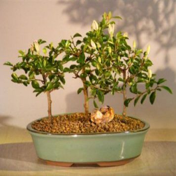 Bonsai Boy Flowering Lavender Star Flower Bonsai 3 Tree Forest Group Grewia Occidentalis