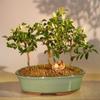 Bonsai Boy Flowering Lavender Star Flower Bonsai 3 Tree Forest Group Grewia Occidentalis view 1