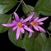 Bonsai Boy Flowering Lavender Star Flower Bonsai 3 Tree Forest Group Grewia Occidentalis view 2
