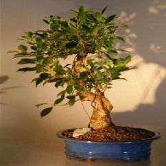 Bonsai Boy Ficus Retusa Golden Coin Bonsai Tree Curved Trunk - Extra Large ficus retusa