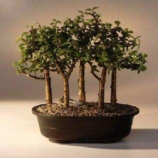 Bonsai Boy Baby Jade Bonsai Tree Five Tree Forest Group Portulacaria Afra