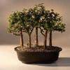 Bonsai Boy Baby Jade Bonsai Tree Five Tree Forest Group Portulacaria Afra view 1