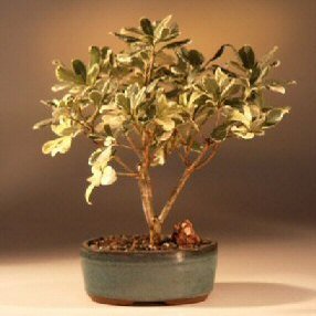 Bonsai Boy Flowering Japanese Mock Orange Bonsai Tree - Variegated pittosporum tobira variegata
