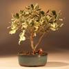 Bonsai Boy Flowering Japanese Mock Orange Bonsai Tree - Variegated pittosporum tobira variegata view 1