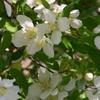 Bonsai Boy Flowering Japanese Mock Orange Bonsai Tree - Variegated pittosporum tobira variegata view 2