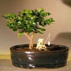 Bonsai Boy Flowering Dwarf Plum Bonsai Tree Water Land Container - Small carissa macrocarpa
