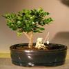 Bonsai Boy Flowering Dwarf Plum Bonsai Tree Water Land Container - Small carissa macrocarpa view 1