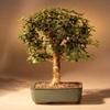 Bonsai Boy's Baby Jade Bonsai Tree Complete Starter Kit view 1