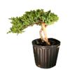 Bonsaiboy Pre Bonsai Juniper Bonsai Tree - Staked (Juniper Procumbens nana) view 1