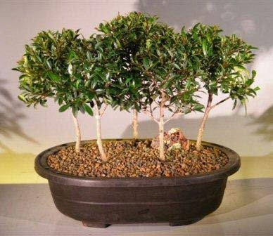 Bonsai Boy Flowering Brush Cherry Bonsai Tree Five Tree Forest Group eugenia myrtifolia