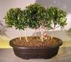 Bonsai Boy Flowering Brush Cherry Bonsai Tree Five Tree Forest Group eugenia myrtifolia view 1