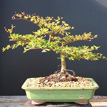 Indoorbonsaiexotics Dwarf Black Olive Bonsai Tree