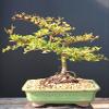 Indoorbonsaiexotics Dwarf Black Olive Bonsai Tree view 1
