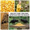 25 lb Whole Kernel Yellow Corn view 3