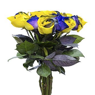 12 Stems - Fresh Cut Yellow & Purple Roses from Flower Explosion