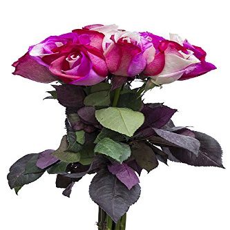 12 Stems - Fresh Cut "Cotton Candy" Tinted Roses from Flower Explosion