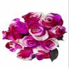 12 Stems - Fresh Cut "Cotton Candy" Tinted Roses from Flower Explosion view 2