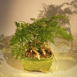 Bonsai Boy White Rabbit's Foot Fern Bonsai Tree humata tyermanii