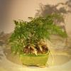 Bonsai Boy White Rabbit's Foot Fern Bonsai Tree humata tyermanii view 1