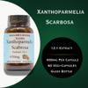 Barlowe's Herbal Elixirs Xanthoparmelia Scabrosa | 12:1 Extract | 650mg Per Capsule | Exercise & Wellness Support | 60 Veggie Capsules | Stearate-Free, Additive-Free, Glass Bottled view 3