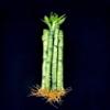 10 Stalks (1 Bundle) of 6" Straight Lucky Bamboo for Feng Shui or Gifts Sold by JM Bamboo view 1
