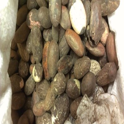African Bitter Kola Nuts 0.5lbs