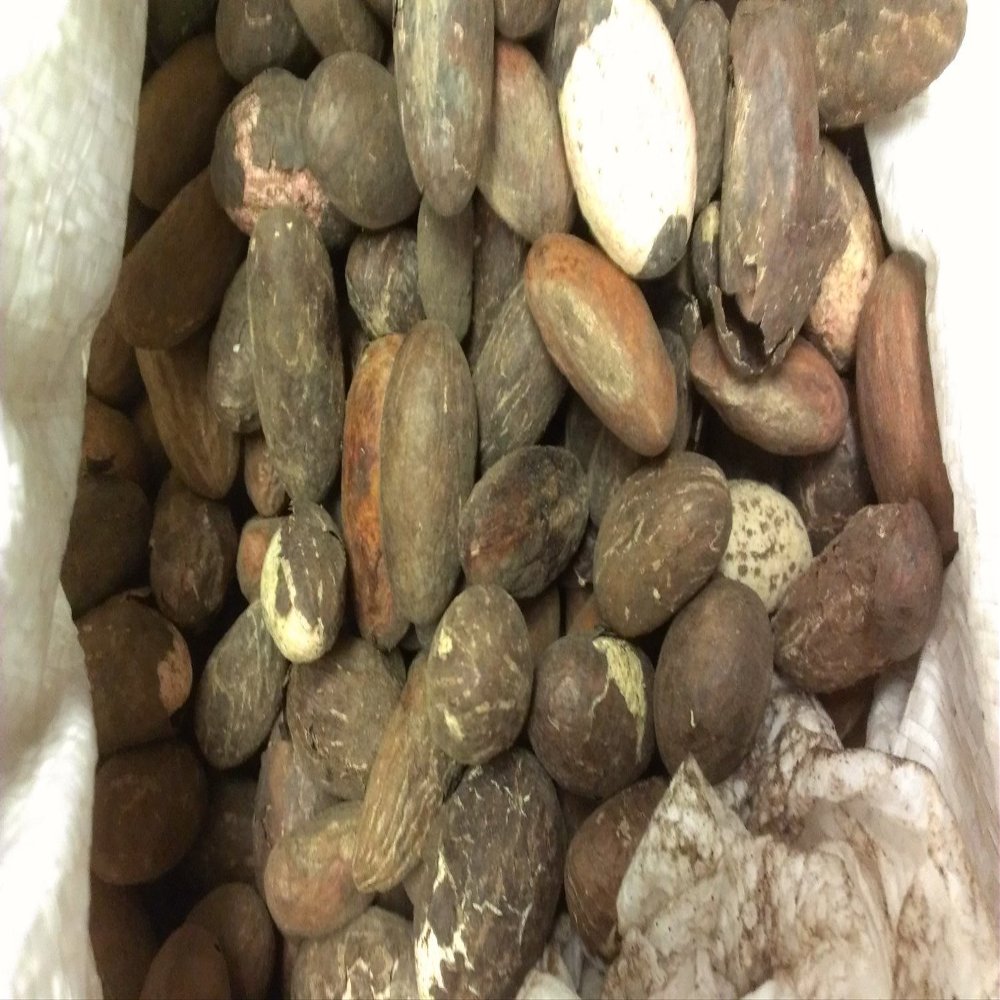 African Bitter Kola Nuts 0.5lbs