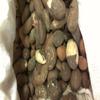 African Bitter Kola Nuts 0.5lbs view 2