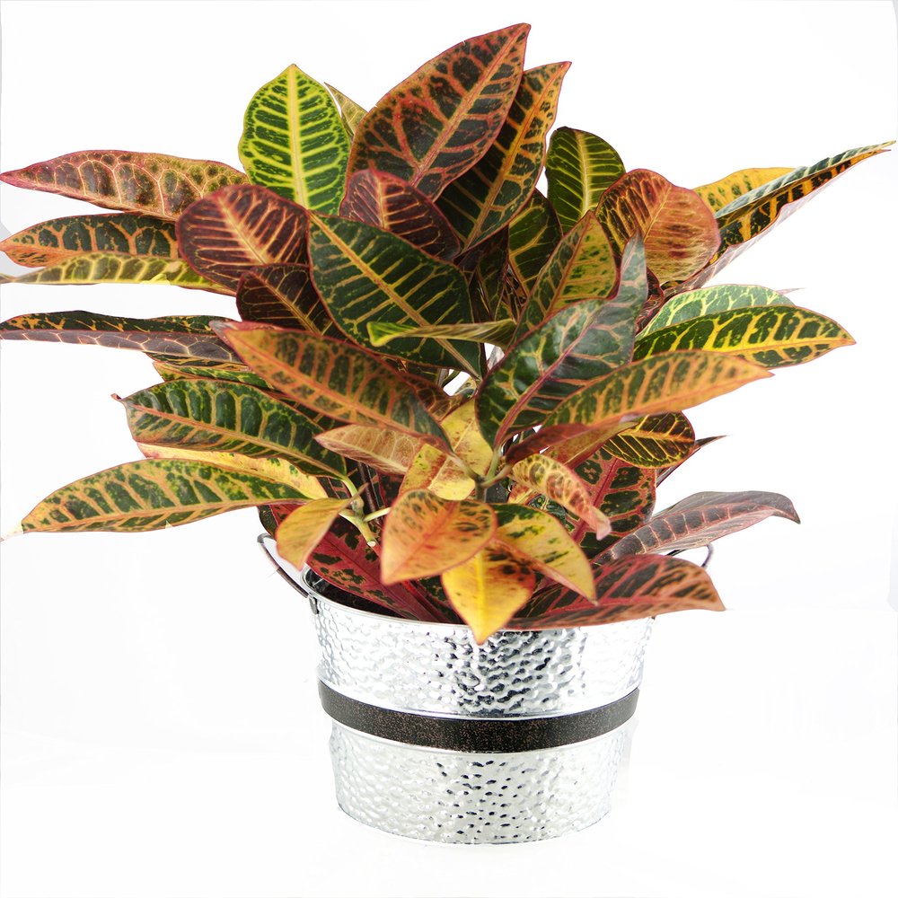 Crock of Croton, Round Tin Pot