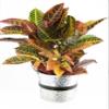 Crock of Croton, Round Tin Pot view 1
