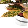Crock of Croton, Round Tin Pot view 2