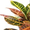 Crock of Croton, Round Tin Pot view 3