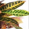 Crock of Croton, Round Tin Pot view 4