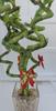 lucky bamboo Decorated -The Indoor Christmas-4" Pot w/ Glasses Vase view 1