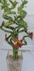 lucky bamboo Decorated -The Indoor Christmas-4" Pot w/ Glasses Vase view 2