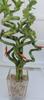 lucky bamboo Decorated -The Indoor Christmas-4" Pot w/ Glasses Vase view 3