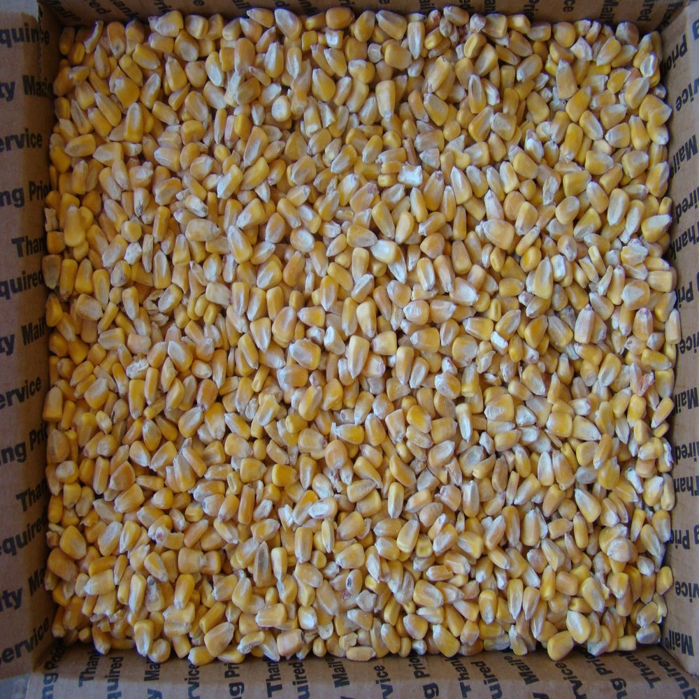 15 Lbs Iowa Country Corn 2017 crop