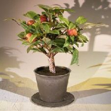 Bonsai Boy Artificial Pomegranate Bonsai Tree