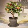 Bonsai Boy Artificial Pomegranate Bonsai Tree view 1