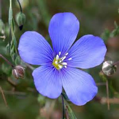 Blue Flax Seed, 500+ Seeds, Beautiful Striking Blue Flax Flowers