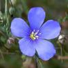 Blue Flax Seed, 500+ Seeds, Beautiful Striking Blue Flax Flowers view 1