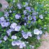 Blue Flax Seed, 500+ Seeds, Beautiful Striking Blue Flax Flowers view 2