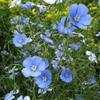 Blue Flax Seed, 500+ Seeds, Beautiful Striking Blue Flax Flowers view 3